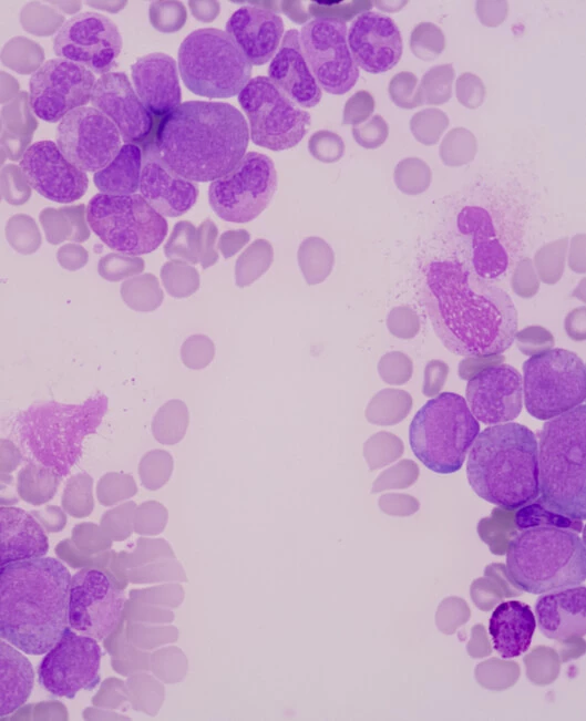 Cytotoxicity Assay from Drug Discovery and Preclinical to Clinical Phases | NorthEast BioLab