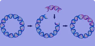 Plasmids | NorthEast BioLab