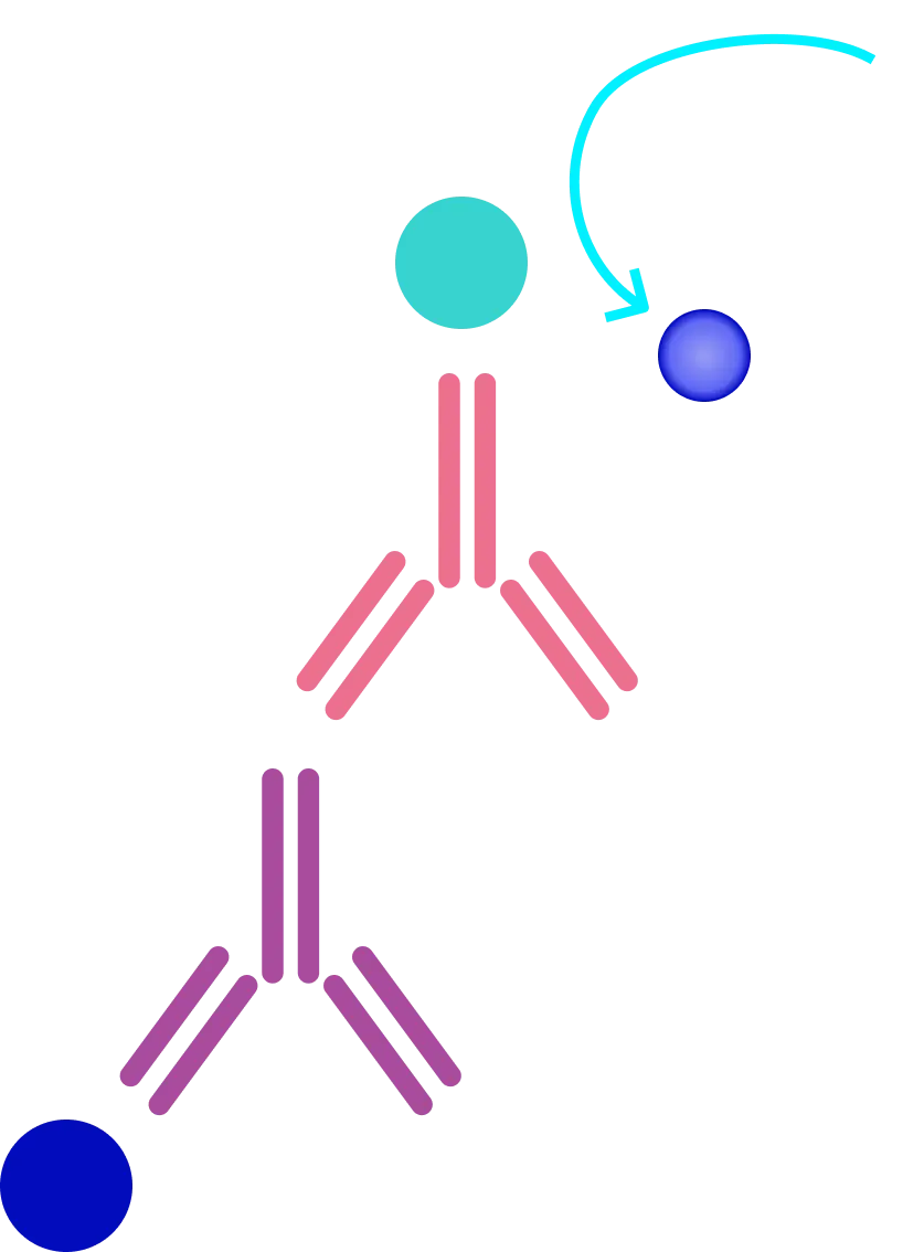 Elisa Assay Method