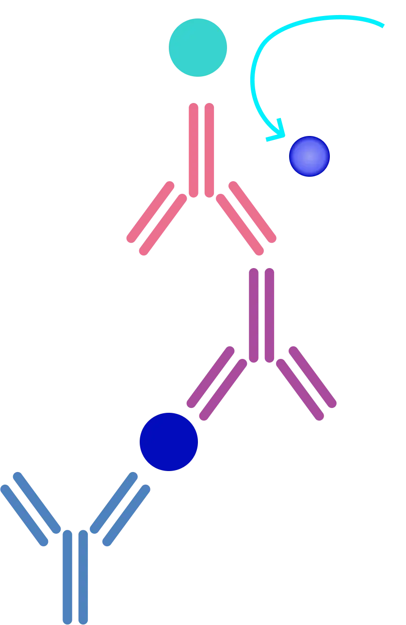 Elisa Assay Method