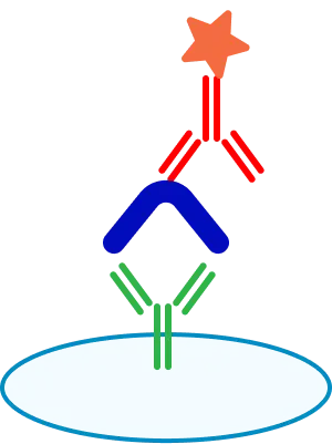 Streptavidin-enzyme conjugate